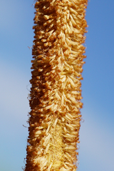 Typha × soligorskiensis