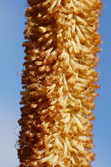 Typha × soligorskiensis