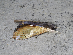 Ercheia multilinea
