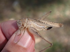 Platycleis intermedia