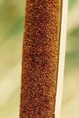 Typha × soligorskiensis