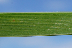 Typha × soligorskiensis