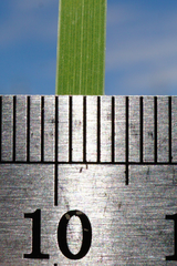 Typha × soligorskiensis