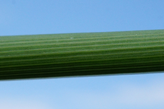 Typha × soligorskiensis
