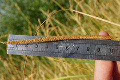 Typha × soligorskiensis