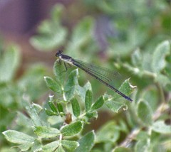 Ischnura denticollis