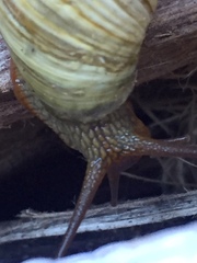 Plectostylus araucanus