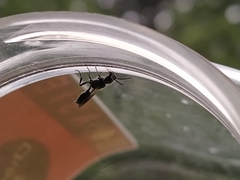 Psenulus fuscipennis