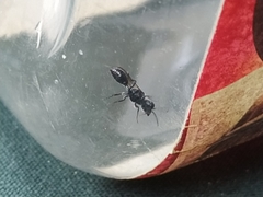 Psenulus fuscipennis