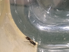 Psenulus fuscipennis