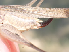 Platycleis intermedia