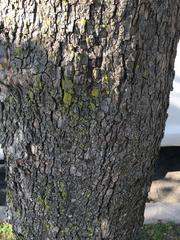 Platanus × hispanica