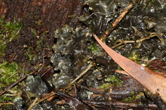 Peltigera dolichorhiza