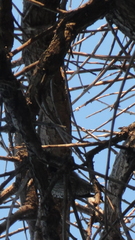 Dryobates mixtus