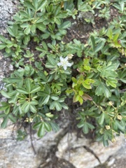 Diapensia lapponica