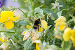 Bombus