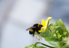 Bombus