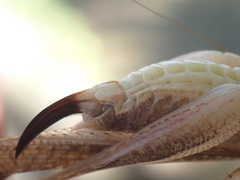 Platycleis intermedia