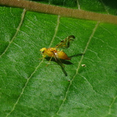 Strauzia longipennis