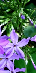 Phlox amplifolia