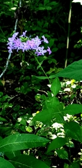 Phlox amplifolia