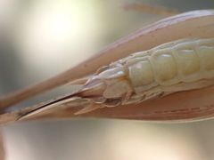 Platycleis intermedia