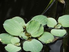 Ischnura denticollis
