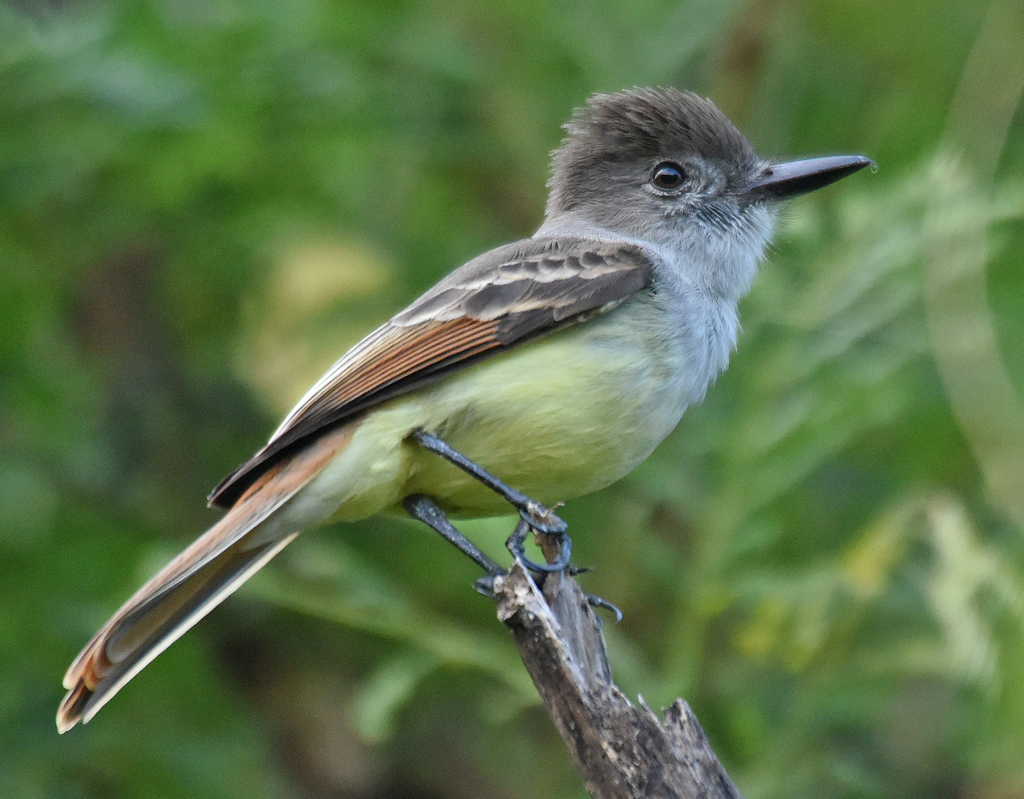 Lesser Antillean Flycatcher photo