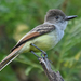 Lesser Antillean Flycatcher - Photo (c) Steven Mlodinow, some rights reserved (CC BY-NC), uploaded by Steven Mlodinow