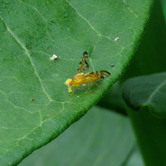 Strauzia longipennis