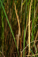 Typha × soligorskiensis