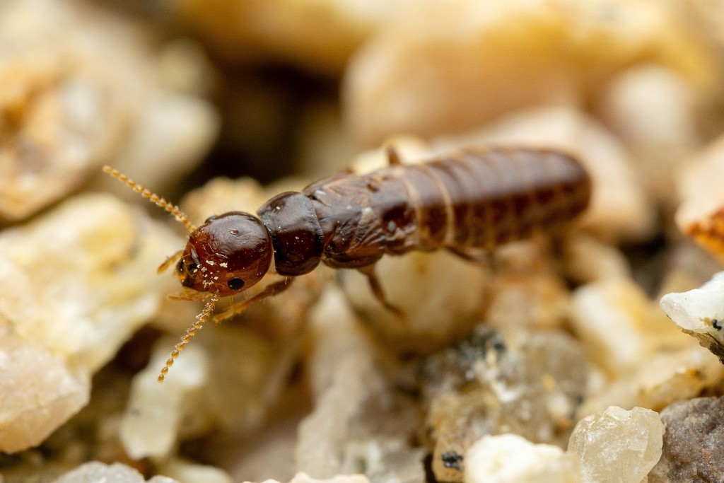 Desert Dampwood Termite
