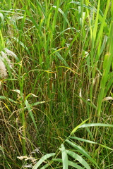 Typha × soligorskiensis