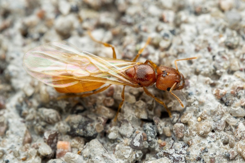 Pheidole cerebrosior