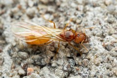 Pheidole cerebrosior