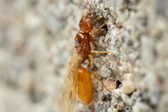 Pheidole cerebrosior