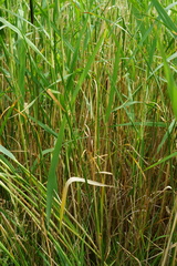 Typha × soligorskiensis