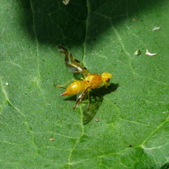 Strauzia longipennis