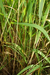 Typha × soligorskiensis