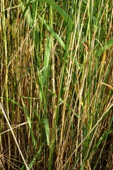 Typha × soligorskiensis