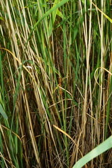 Typha × soligorskiensis