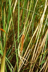 Typha × soligorskiensis