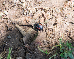 Hister quadrimaculatus