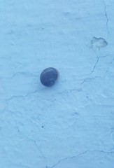 Cornu aspersum