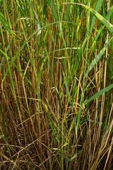Typha × soligorskiensis