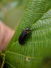 Eupristocerus cogitans