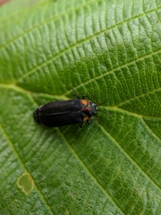 Eupristocerus cogitans