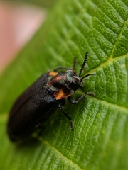 Eupristocerus cogitans
