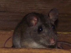 Neotoma floridana