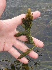 Ceratophyllum demersum